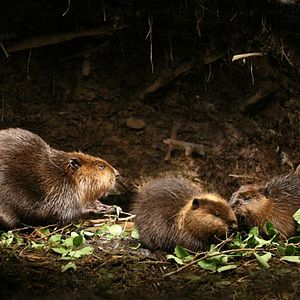 Foto As Aventuras do Castorzinho