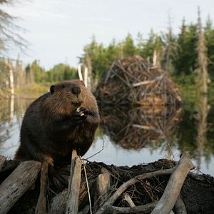 Foto As Aventuras do Castorzinho