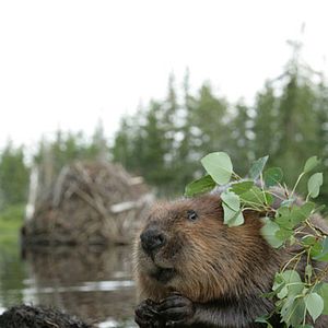 Foto As Aventuras do Castorzinho