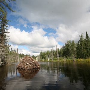 Foto As Aventuras do Castorzinho