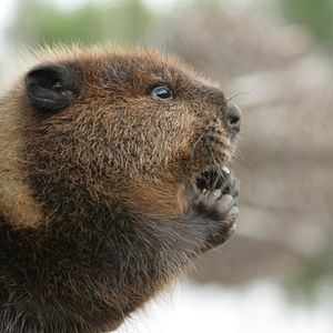 Foto As Aventuras do Castorzinho