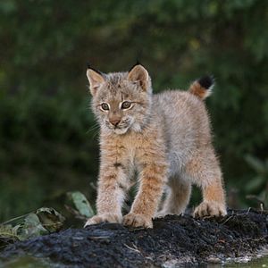 Foto As Aventuras do Castorzinho