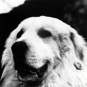 Foto Belle et Sébastien