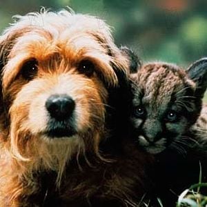 Foto Benji - Um Cão Desafia a Selva