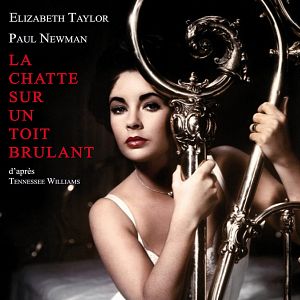 Foto Gata em Teto de Zinco Quente