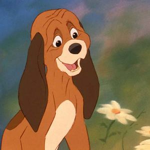 Foto O Cão e a Raposa