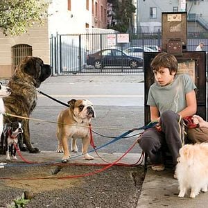 Foto Um Hotel Bom pra Cachorro