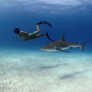 Foto Sharkwater