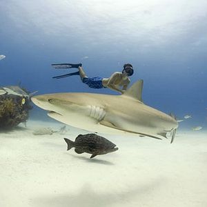 Foto Sharkwater