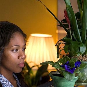 Foto American Violet