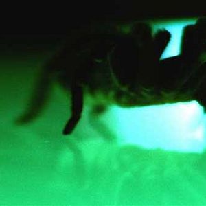 Foto O Colecionador de Corpos