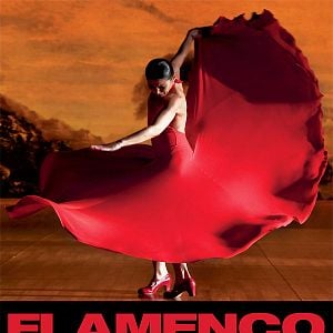 Foto Flamenco, Flamenco