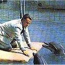 Foto O Dia do Golfinho