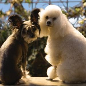 Foto Um Hotel Bom pra Cachorro