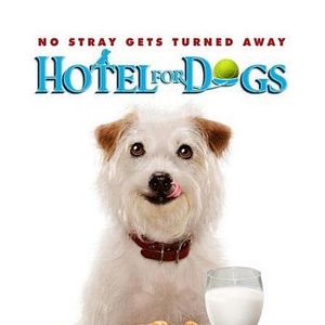 Foto Um Hotel Bom pra Cachorro