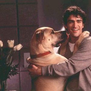 Foto Feito Cães e Gatos