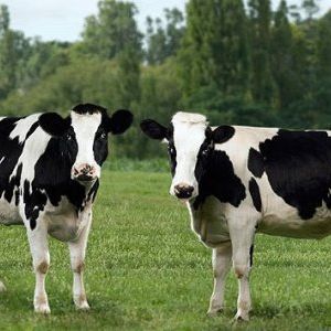 Foto A Menina e o Porquinho