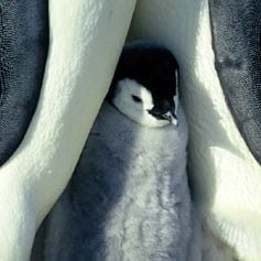 Foto A Marcha dos Pingüins