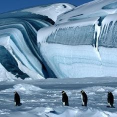 Foto A Marcha dos Pingüins