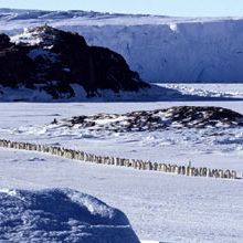 Foto A Marcha dos Pingüins