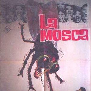 Foto A Mosca da Cabeça Branca