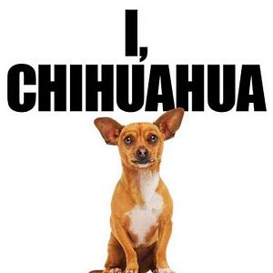 Foto Perdido pra Cachorro