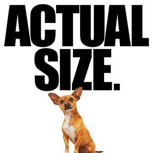 Foto Perdido pra Cachorro