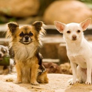 Foto Perdido pra Cachorro