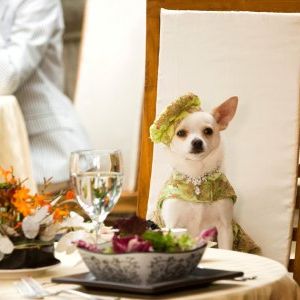 Foto Perdido pra Cachorro