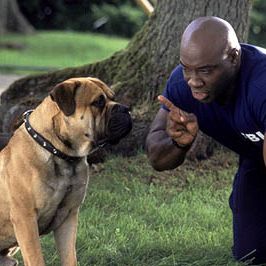 Foto Spot - Um Cão da Pesada