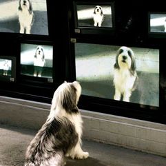 Foto Soltando os Cachorros