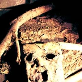 Foto Uma Noite Alucinante - A Morte do Demônio