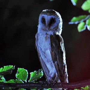 Foto Contatos de 4º Grau