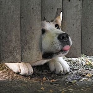 Foto Sempre ao Seu Lado