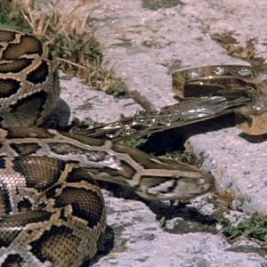 Foto Fúria de Titãs