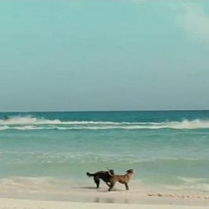 Foto Por Que Eu Me Casei Também?