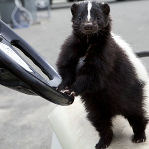 Foto Deu a Louca nos Bichos