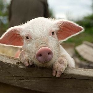 Foto Nanny McPhee e as Lições Mágicas