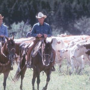 Foto O Encantador de Cavalos