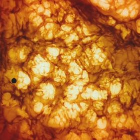 Foto A Árvore da Vida