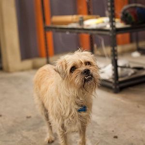 Foto Pequenos Espiões 4