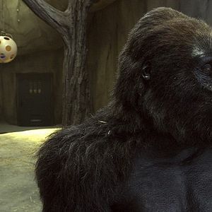 Foto O Zelador Animal