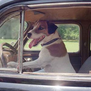 Foto Meu Cachorro Skip