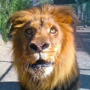 Foto Compramos um Zoológico