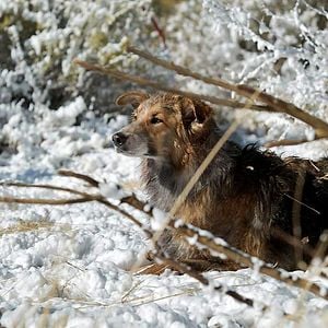 Foto Querido Companheiro