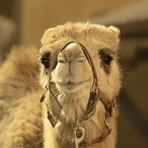 Foto Treasure Buddies: Caça ao Tesouro