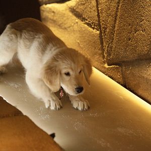 Foto Treasure Buddies: Caça ao Tesouro