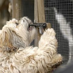 Foto Benji - Um Amigo Especial