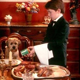 Foto Um Cão do Outro Mundo