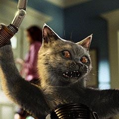 Foto Como Cães e Gatos